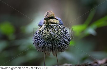 Adult Male Blue Pitta (hydrornis Cyaneus), Low Angle View, Side Shot, In The Morning Flicking The Fe