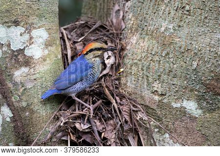 Closeup Adult Male Blue Pitta With 3 Babies In Bird\'s Nest At The Tree Prong, High Angle View, Side