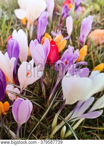 Crocusses In Spring,crocusses In Spring In Munich Bavaria, Early Spring, Easter Bouquet
