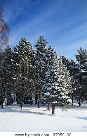 Winter Park coperto di neve In Truskavets