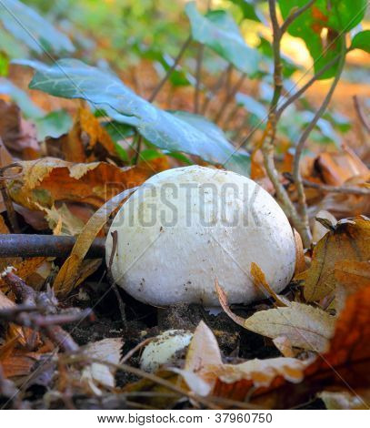 weiÃŸer Pilz