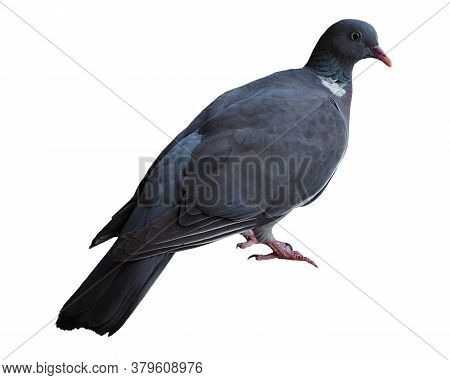 Common Wood Pigeon Bird (scientific Name Columba Palumbus) Isolated Over White Background