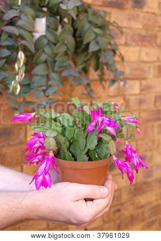 Shlumbergera - vánoční kaktus v rukou člověka