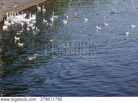 White Swans (scientific Name Cygnus) Animals In A Pond