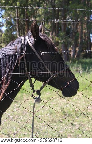 Portrait Of Black Friesian Horse In Summer