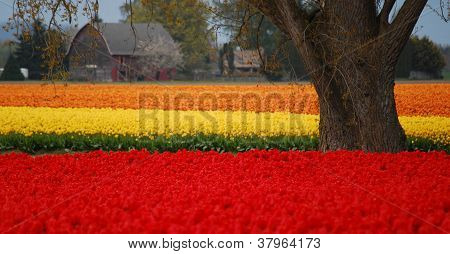 Barevné tulipány