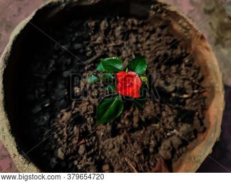 Impatiens Is A Genus Of More Than 1,000 Species Of Flowering Plants, Widely Distributed Throughout T