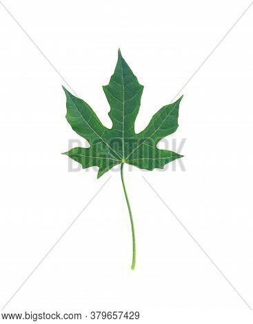 Chaiya Vegetables Or Tree Spinach Of Mexico Isolated On White Background And Have Clipping Paths.