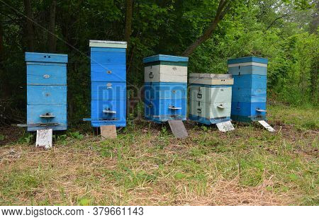 Beekeeping At The Apiary With Blue Painted Wooden Beehives, Langstroth Hives With Honey Bee Nests In