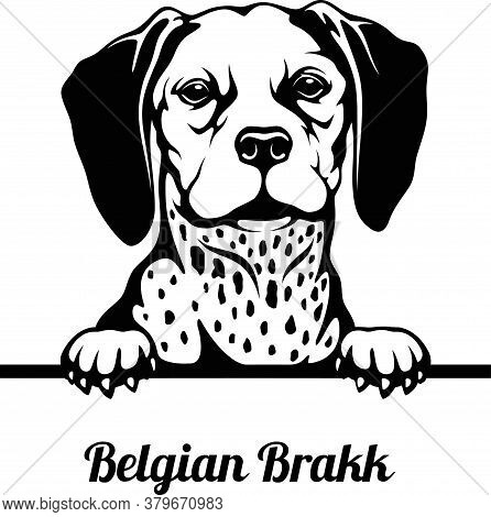 Belgian Brakk - Peeking Dogs - Breed Face Head Isolated On White