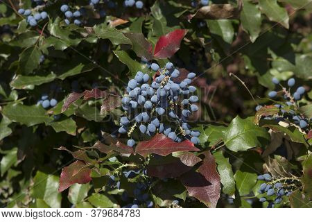 Mahonia Aquifolium Ripe Blue Berries On A Bush