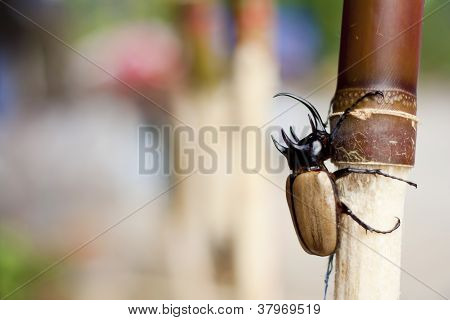 Coleotteri o Xylotrupes Gideon