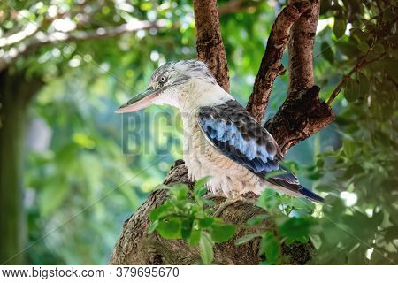 An image of a typical kookaburra bird