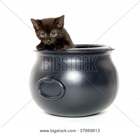 Gattino nero In caldaia