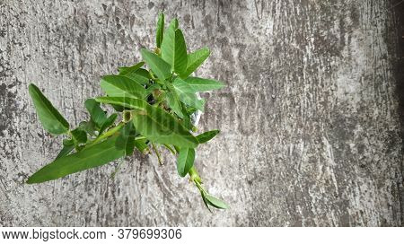 Ipomoea Aquatica Is A Semi-aquatic, Tropical Plant Grown As A Vegetable For Its Tender Shoots And It