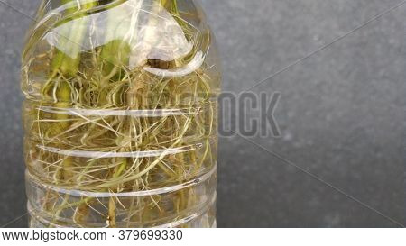 Ipomoea Aquatica Is A Semi-aquatic, Tropical Plant Grown As A Vegetable For Its Tender Shoots And It