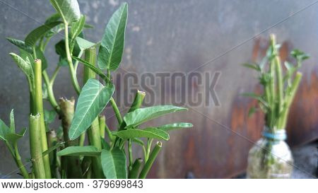 Ipomoea Aquatica Is A Semi-aquatic, Tropical Plant Grown As A Vegetable For Its Tender Shoots And It