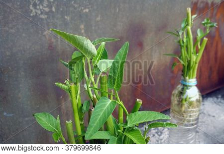 Ipomoea Aquatica Is A Semi-aquatic, Tropical Plant Grown As A Vegetable For Its Tender Shoots And It