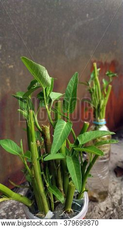 Ipomoea Aquatica Is A Semi-aquatic, Tropical Plant Grown As A Vegetable For Its Tender Shoots And It