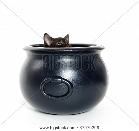 Gattino nero In caldaia