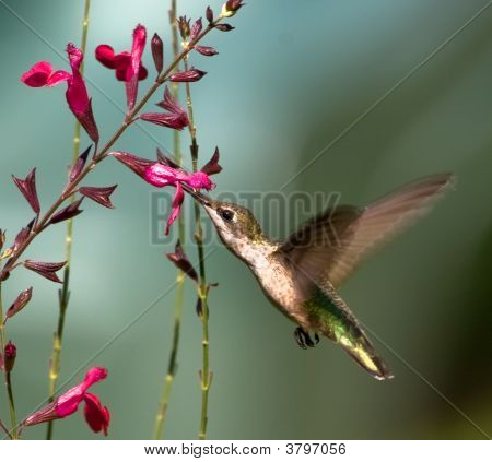 Colibrì gola rubino