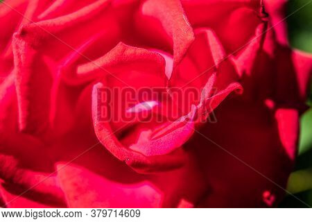 Close Up Of Garden Rose. Beautiful Red Rose On The Branch In The Garden.