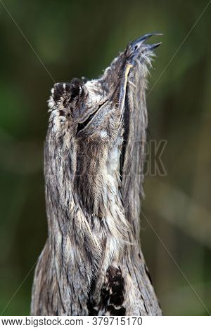 Closeup Of A Common Potoo (nyctibius Griseus) With Selective Focus