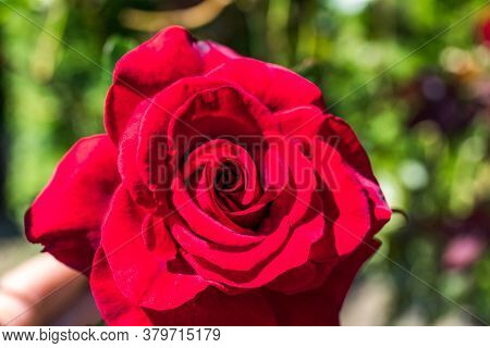 Close Up Of Garden Rose. Beautiful Red Rose On The Branch In The Garden.