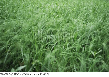 Green Rice Field In Blurred Motion Background Concept.