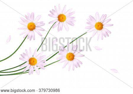 Daisies Summer White Flower Isolated On White Background