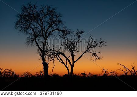 Idyllic Calm Sunset With Tree Silhouette In Front, Moremi Game Reserve, Okavango Delta, Africa Wilde