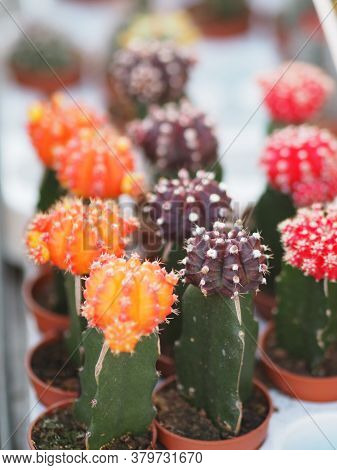 Cactus Tree Green Trunk Has Sharp Spikes Around Blooming In Plastic Pots Colorful Flower