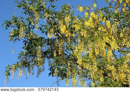 Yellow Blossomed Laburnum Flowers In Spring In The Mountains
