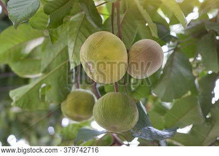 Ripe Santol Or Sentul Fruit (sandoricum Koetjape) On Tree With Sunlight On Blur Nature Background.