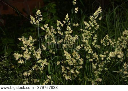 Plant Dactylis Against Green Grass.in The Meadow Blooms Valuable Fodder Grass Dactylis Glomerata.dac