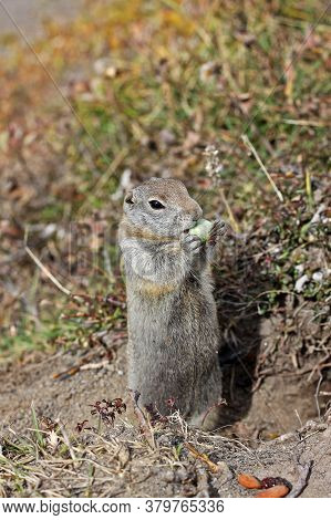 Arctic Ground Squirrel (urocitellus Parryii) In Kamchatka Peninsula, Russia