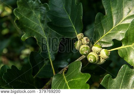 Oak Branch With Green Leaves And Acorns On A Sunny Day. Oak Tree In Summer. Green Acorn And Leaves O