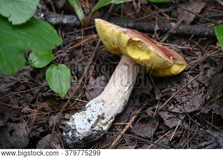 A Yellow Topped Mushroom Tipped Over On The Forest Floor.