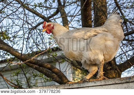 Chicken On The Fence. White Chicken Stands On A Fence Against A Background Of Wood And Blue Sky. Vie