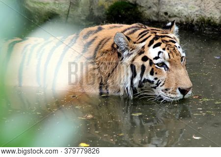Tiger Head The Tiger Is Swimming. Tiger In The Water Close-up.