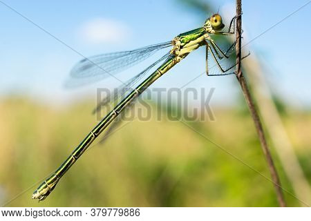 Dragonfly Sitting On A Dry Stick, Wildlife. A Thin Blue Dragonfly Sits On A Narrow Leaf Of Grass. Ou