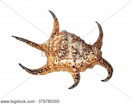 Sea Shell Isolated On A White Background. Lambis Is A Genus Of Large Sea Snails Sometimes Known As S