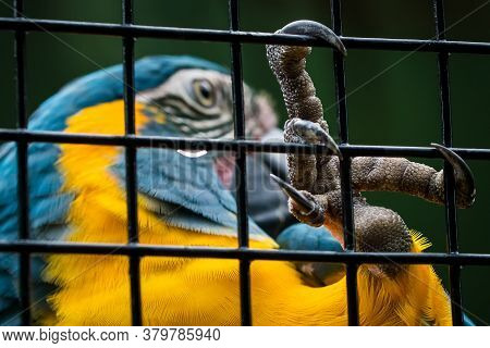 Photo Of A Parrot Trapped In A Cage, Hanging By Holding With Its Claw