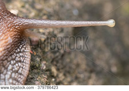 Closeup Photo Showing Anatomy Of Eye And Eyestalk Of African Giant Snail (achatina Fulica)