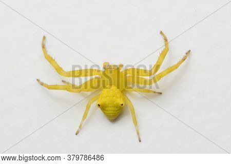 Photo Of Yellow Flower Crab Spider (thomisus Onustus) Against White Background