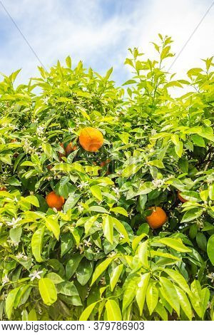 Rippen Tangerines Hanging On Beautiful Green Tangerine Tree With White Flowers On Blue Partially Clo