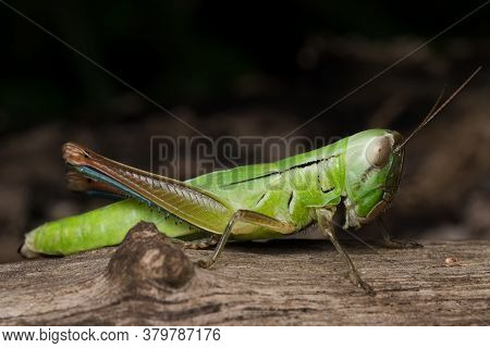 Photo Showing Lateral View Of Green Grasshopper (hieroglyphus Banian)