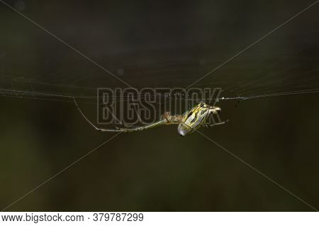 Decorated Orb Weaver Sitting In Its Web (lecauge Decorata) Tetragnatha