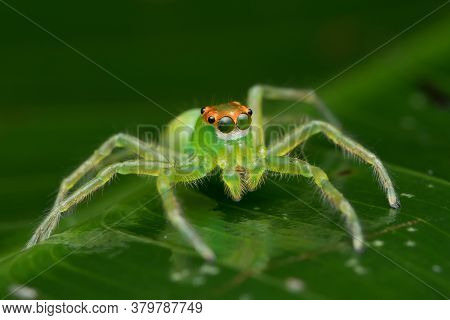 Portrait Of Green Jumping Spider (epeus Flavobilineatus) Salticidae Sitting On A Green Leaf