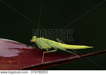 Photo Of Green Translucent Mantis (tripidomantis Tenera) Iridopterygidae Sitting On An Ornamental Pl